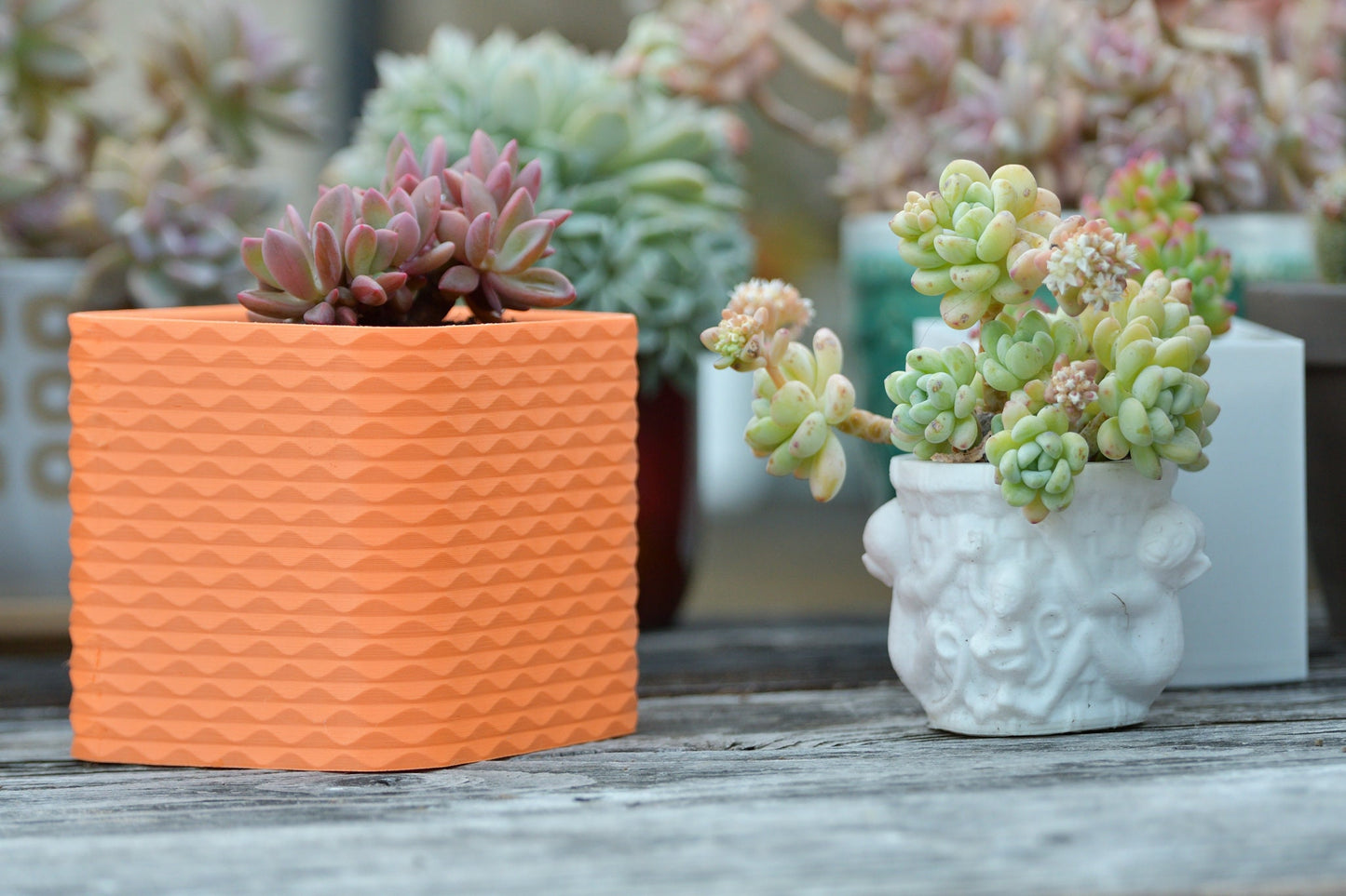 Square Sine Wave Pattern Planter Pot With Drainage - Single or Multiple Color Print - For Small Cactus or Succulent