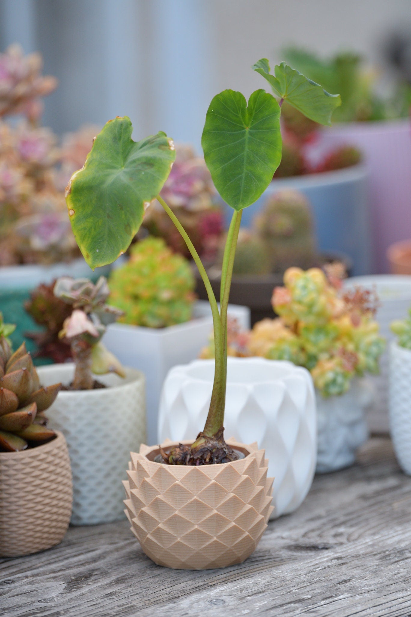 Pine Cone Pattern Planter Pot for Succluent or Baby Cactus